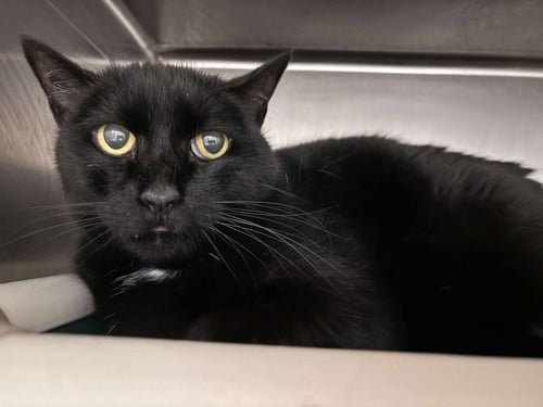 EDWINA: NOT AT SHELTER (DEBRA) - Domestic Short Hair available for adoption