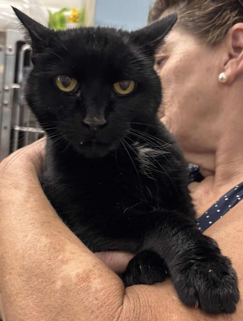 EDWINA: NOT AT SHELTER (DEBRA) - Domestic Short Hair available for adoption