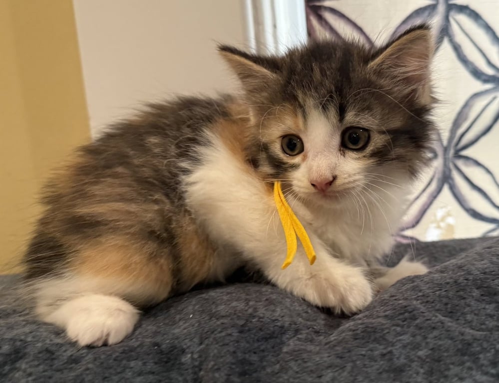Donut-Not at the Shelter (Faith) Image