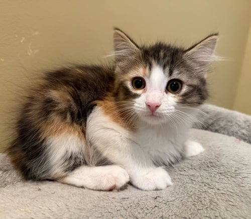 DONUT-NOT AT THE SHELTER (FAITH) - Calico / Domestic Medium Hair available for adoption