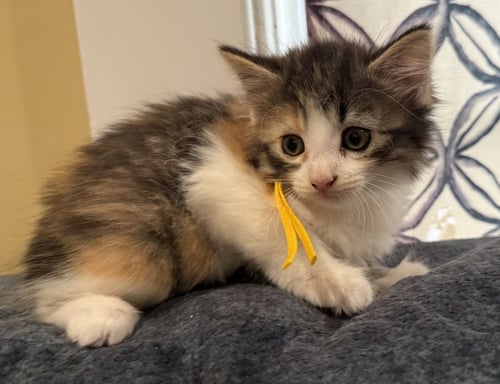DONUT-NOT AT THE SHELTER (FAITH) - Calico / Domestic Medium Hair available for adoption