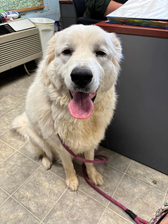 Tilly: Not At shelter (Ashley) Image