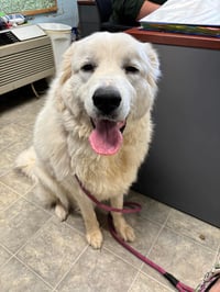 Tilly: Not At shelter (Ashley) - Photo 1