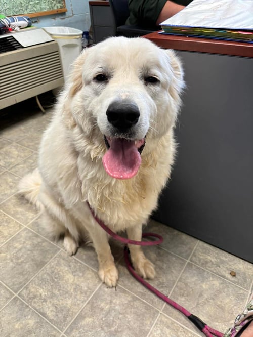 TILLY: NOT AT SHELTER (ASHLEY) - Great Pyrenees available for adoption