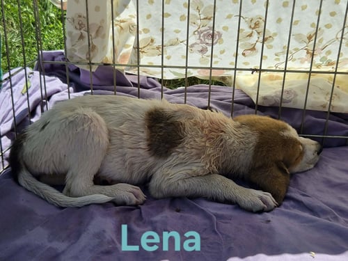 LENA: PENDING - Great Pyrenees / Hound available for adoption