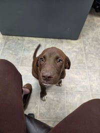 Wafer - At shelter  available 8/23 - Photo 2