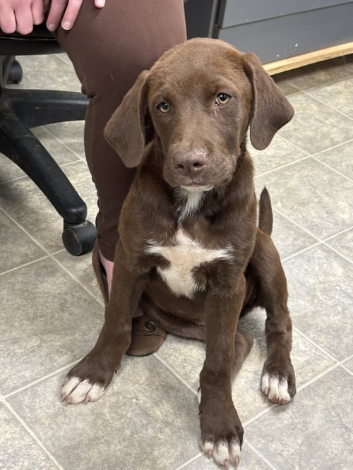WAFER: AT SHELTER - Labrador Retriever available for adoption