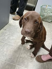Wafer - At shelter  available 8/23 - Photo 3