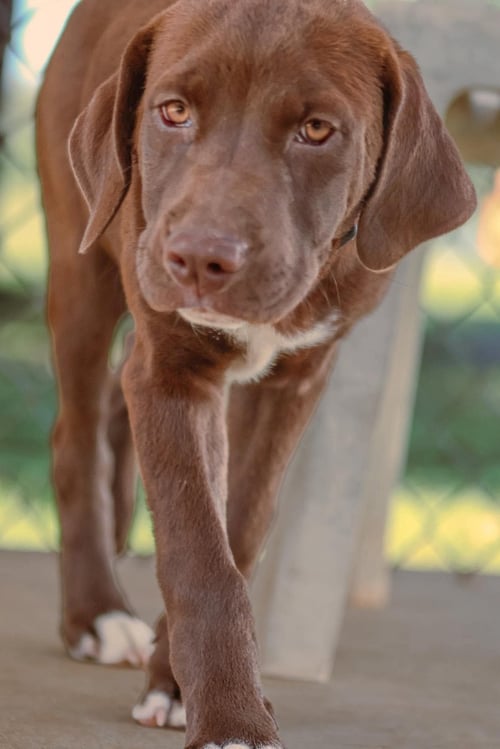 WAFER: AT SHELTER - Labrador Retriever available for adoption