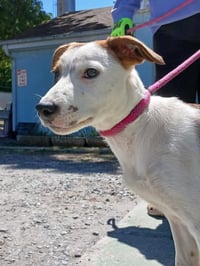 Meade - At shelter available 5/9 - Photo 1