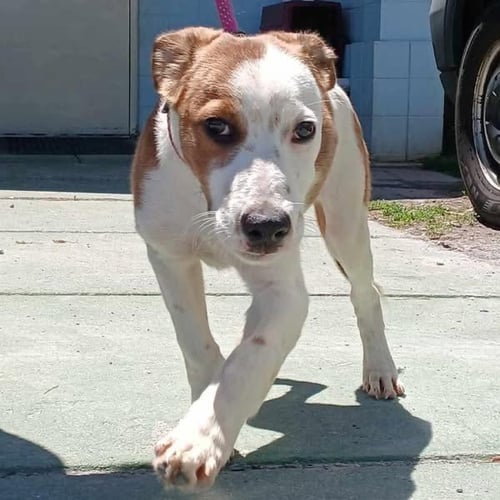 MEADE - AT SHELTER AVAILABLE 5/9 - Hound available for adoption