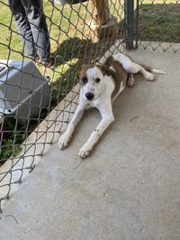 Meade - At shelter available 5/9 - Photo 3