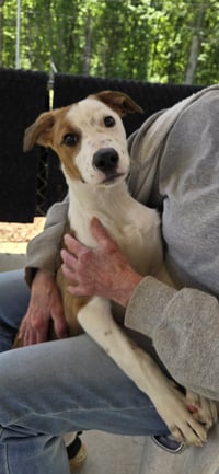 Meade - At shelter available 5/9 - Photo 4