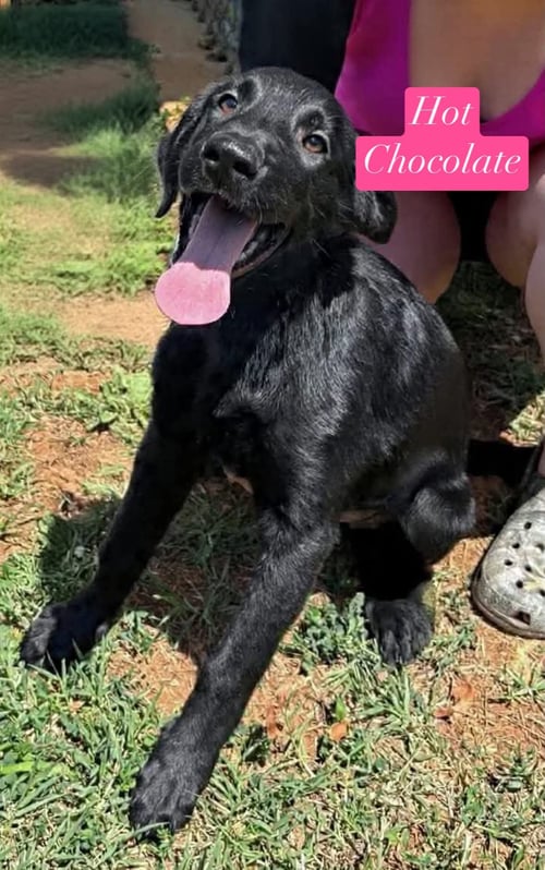HOT CHCOLATE: NOT AT SHELTER (STACEY) - Golden Retriever / German Shepherd Dog available for adoption