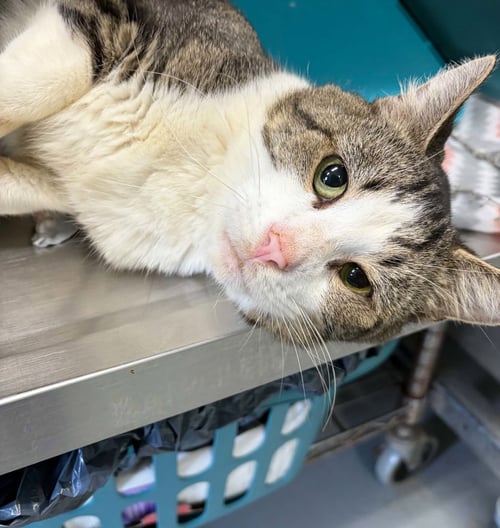 AMBROSE - AT SHELTER - Domestic Short Hair available for adoption