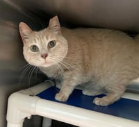 Pumpkin - Not at shelter (Anne) - Photo 1