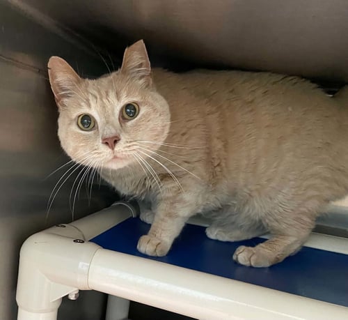 PUMPKIN - NOT AT SHELTER (ANNE) - Domestic Short Hair available for adoption
