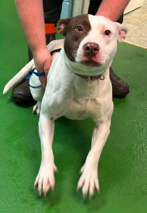 LUCY - AT SHELTER AVAILABLE 6/2