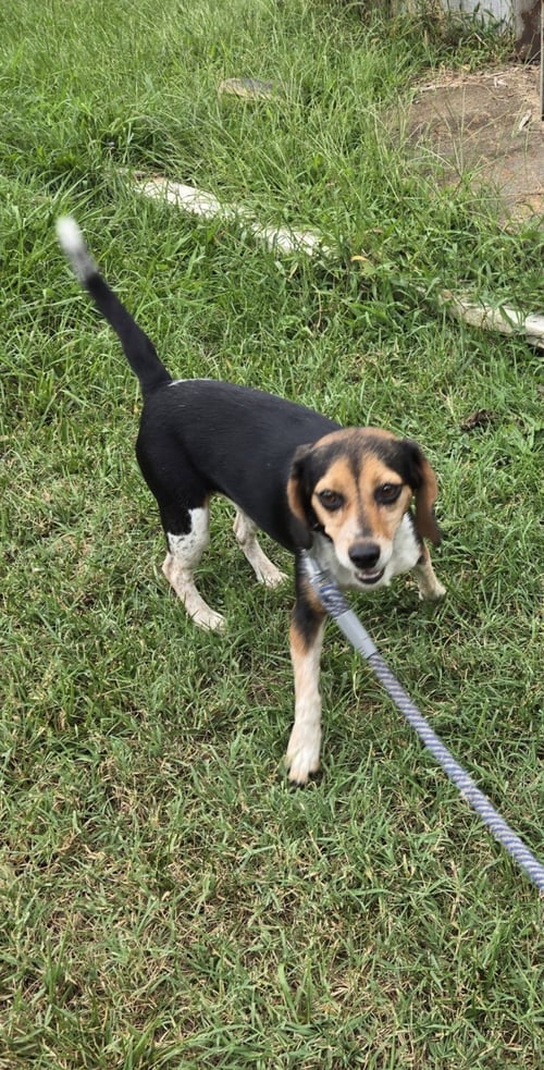 PIP - AT SHELTER AVAILABLE 8/31 - Beagle available for adoption