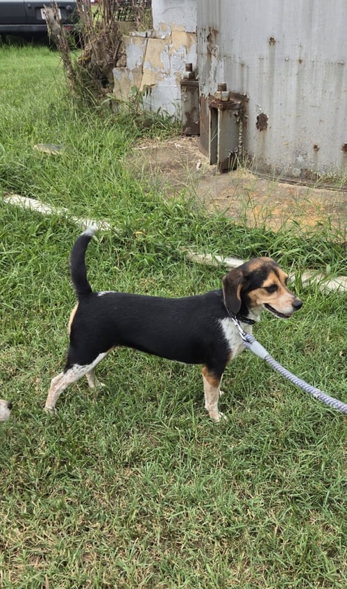 PIP - AT SHELTER AVAILABLE 8/31 - Beagle available for adoption