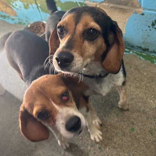 PIP - AT SHELTER AVAILABLE 8/31 - Beagle available for adoption