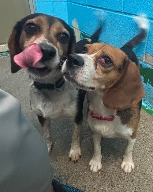 PIP - AT SHELTER AVAILABLE 8/31 - Beagle available for adoption