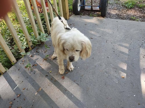 EDITH - AT SHELTER AVAILABLE 6/12