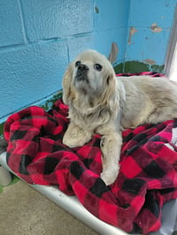 Edith - At shelter available 6/12 - Photo 2