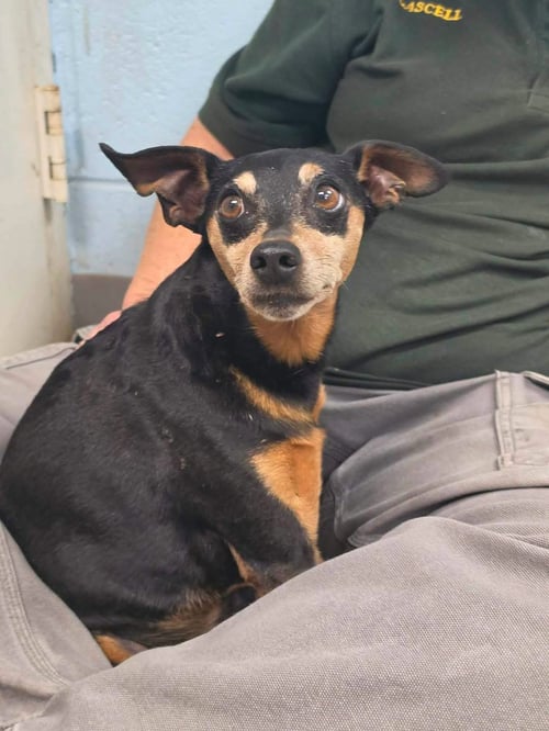 BOOKER T - AT SHELTER AVAILABLE 7/13
