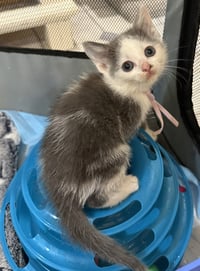 Tumbles-Not at the shelter (Faith) - Photo 1