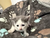 Tumbles-Not at the shelter (Faith) - Photo 2