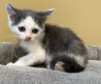 Tumbles-Not at the shelter (Faith) - Photo 3
