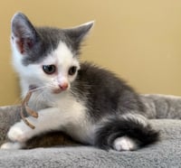 Tumbles-Not at the shelter (Faith) - Photo 4