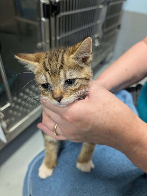 TEMPO - AT SHELTER - Domestic Short Hair available for adoption