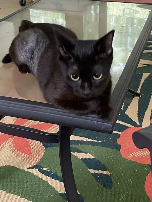 BRANDYWINE - VISIT AT PETSMART LYNCHBURG - Domestic Short Hair available for adoption
