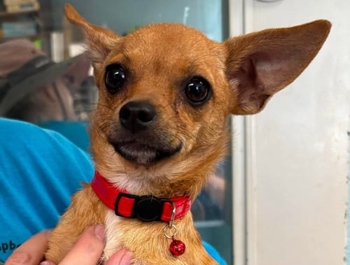 TEASPOON: NOT AT SHELTER AVAILABLE 6/3