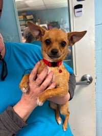 Teaspoon: Not At shelter available 6/3 - Photo 2