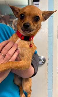 Teaspoon: Not At shelter available 6/3 - Photo 3