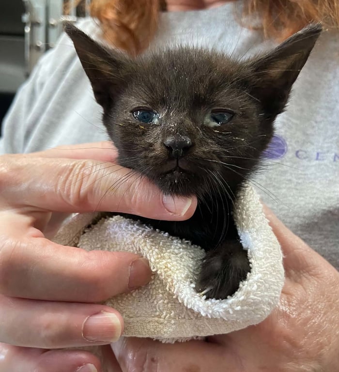 Shasta -  Not at shelter (Barbe) Image