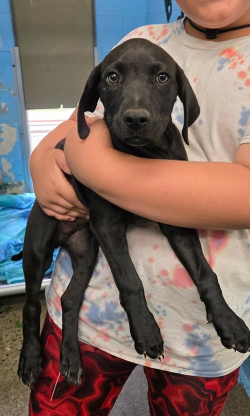 SAMANTHA - NOT AT  SHELTER AVAILABLE 6/14 (AMY) - Hound available for adoption