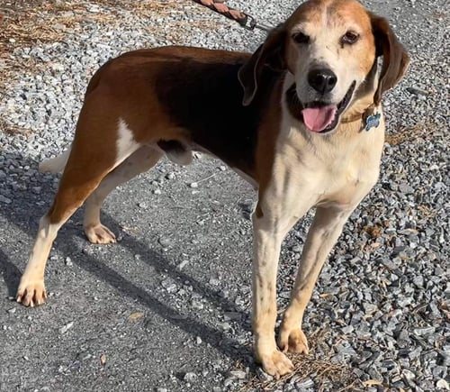 ALEXANDER:  NOT AT THE SHELTER (WENDY) - Hound available for adoption