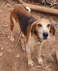 Alexander:  Not At the Shelter (Wendy) - Photo 1