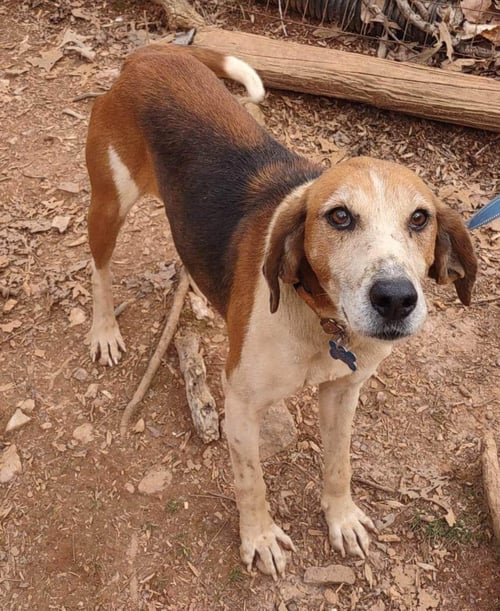 ALEXANDER:  NOT AT THE SHELTER (WENDY) - Hound available for adoption