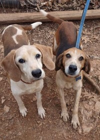 Alexander:  Not At the Shelter (Wendy) - Photo 8