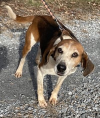 Alexander:  Not At the Shelter (Wendy) - Photo 3