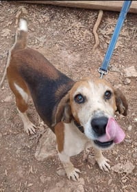 Alexander:  Not At the Shelter (Wendy) - Photo 4