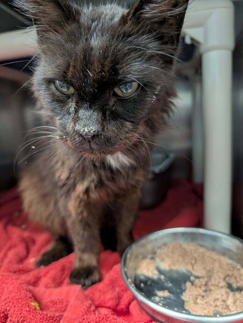 MADAM FONTAINE - AT SHELTER - Domestic Long Hair available for adoption