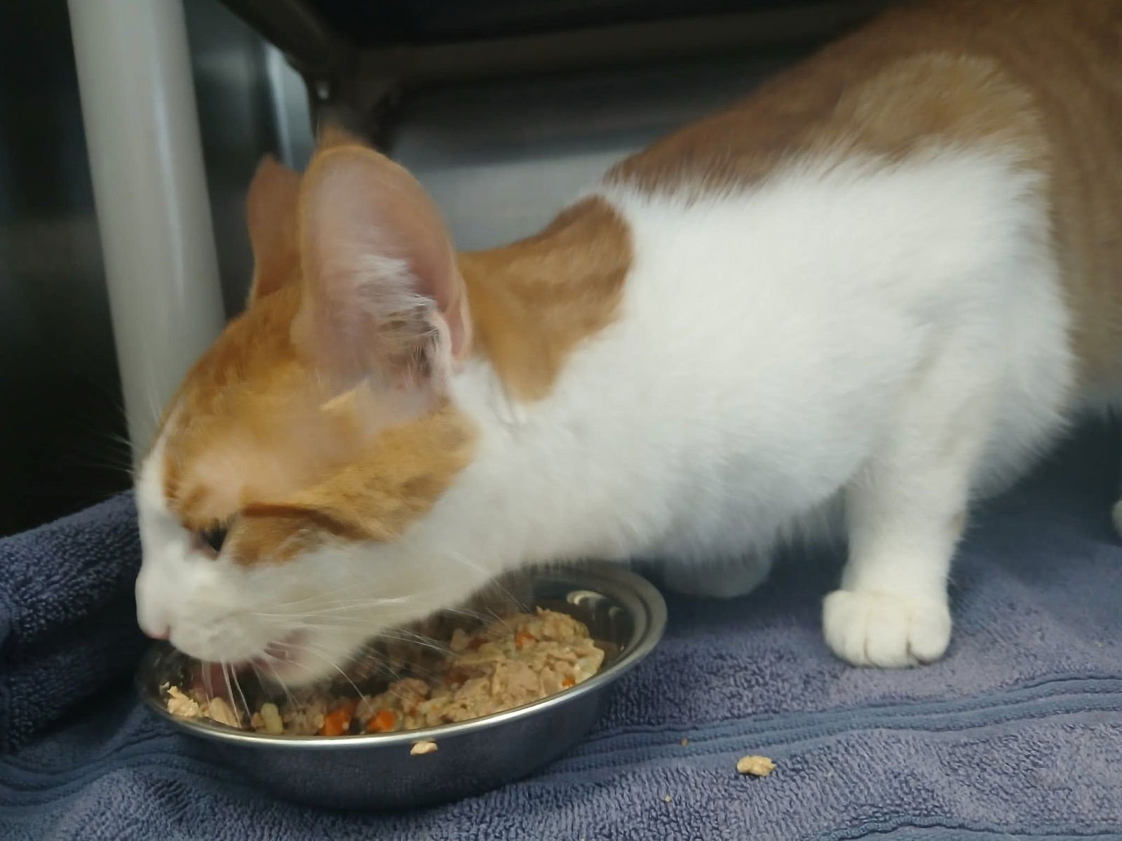 VENUS - AT SHELTER - Domestic Short Hair available for adoption