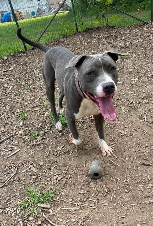 BART: AT SHELTER - Pit Bull Terrier available for adoption