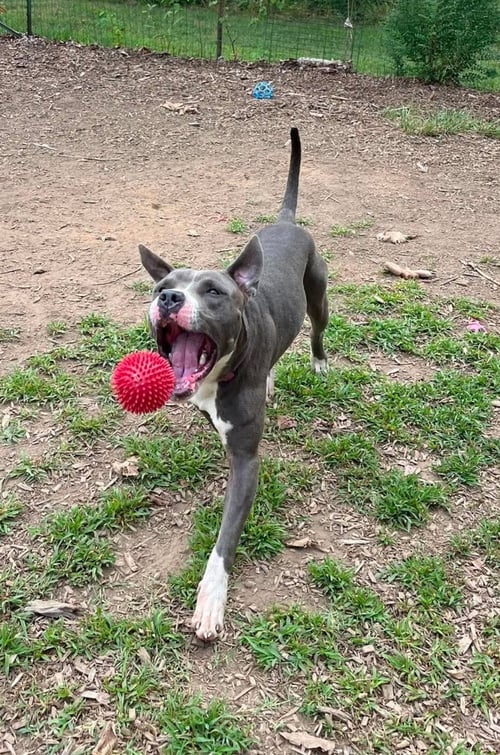 BART: AT SHELTER - Pit Bull Terrier available for adoption